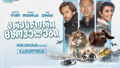 არასწორი ცხოველები / Cat and Dog