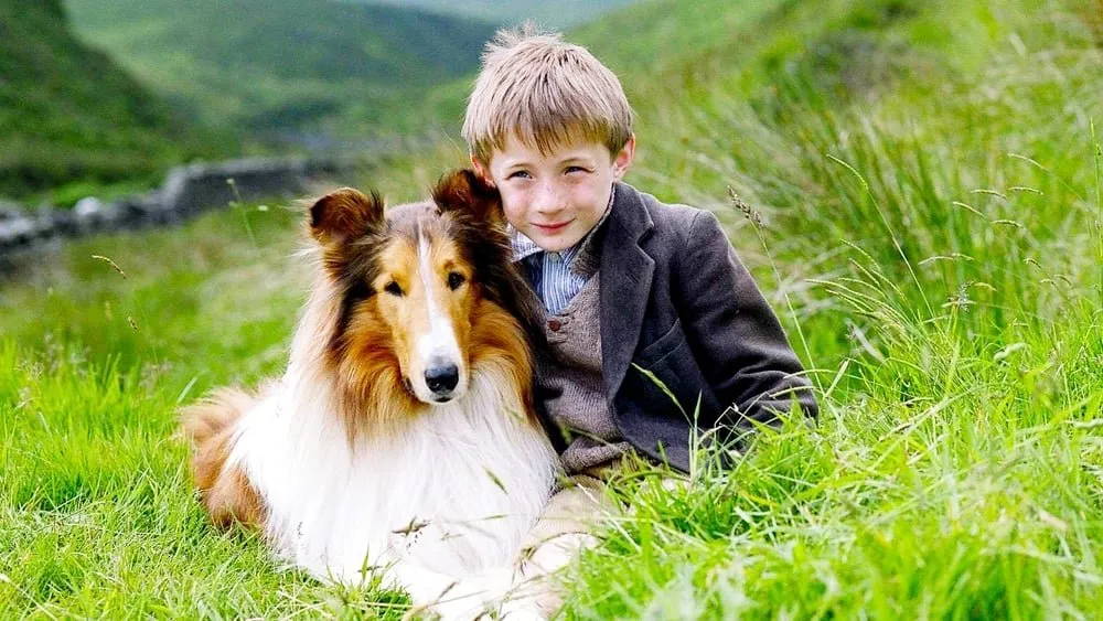 ლესი (ქართულად) / Lassie ქართულად 2005 / lesi qartulad