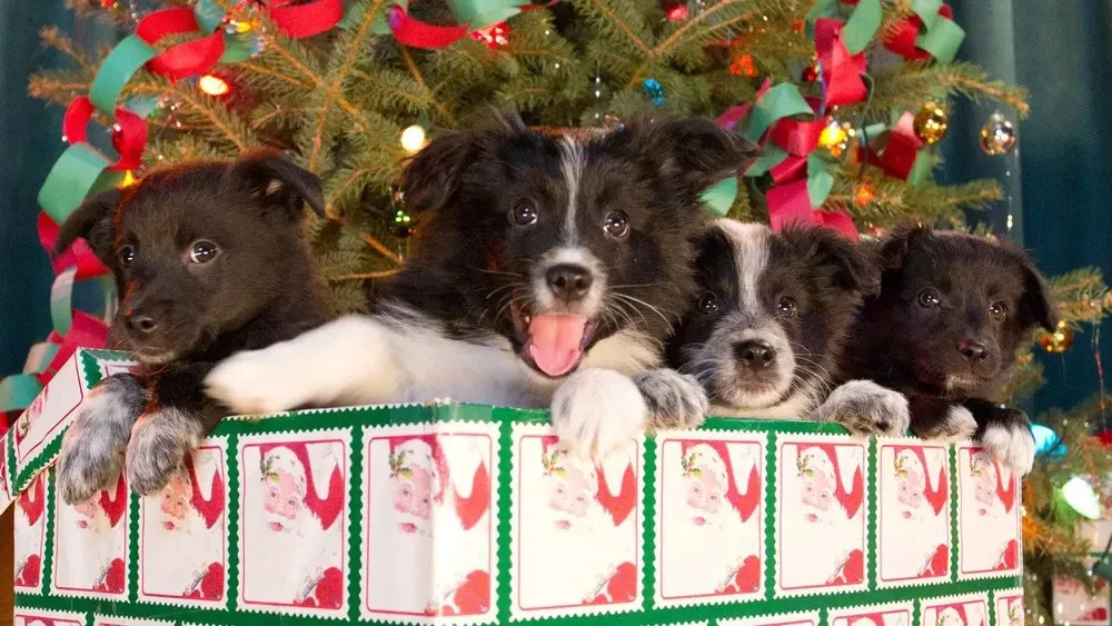 12 ძაღლი შობისთვის 2 (ქართულად) / 12 Dogs of Christmas: Great Puppy Rescue (12 Dzagli Shobistvis 2 Qartulad) ქართულად 2026 / 12 dzaghli shobistvis 2 qartulad