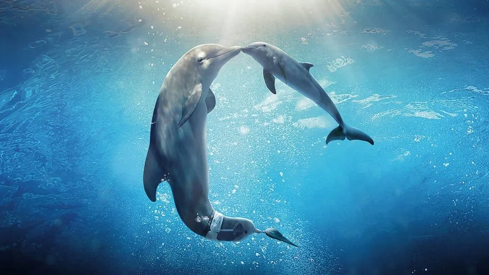 დელფინის ამბავი 2 (ქართულად) / Dolphin Tale 2 (Delfinis Ambavi 2 Qartulad) ქართულად 2026 / delpinis ambavi 2 qartulad