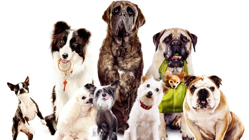 ძაღლების სასტუმრო (ქართულად) / Hotel for Dogs ქართულად 2026 / dzaghlebis sastumro qartulad