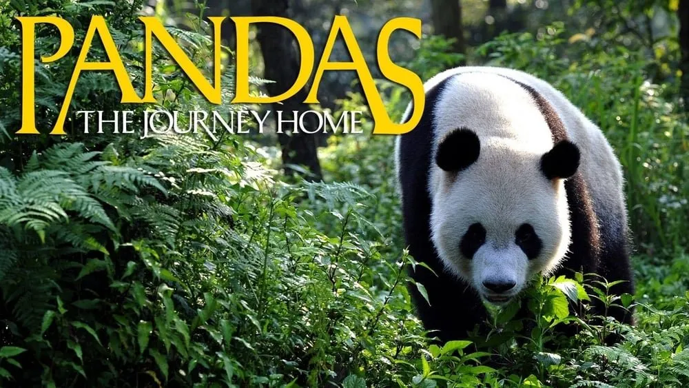 პანდები: შინ დაბრუნება (ქართულად) / Pandas: The Journey Home ქართულად 2026 / pandebi shin dabruneba qartulad