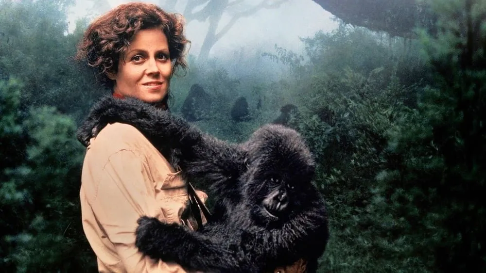 გორილები ნისლში (ქართულად) / Gorillas in the Mist (Gorilebi Nislshi Qartulad) ქართულად 2026 / gorilebi nislshi qartulad