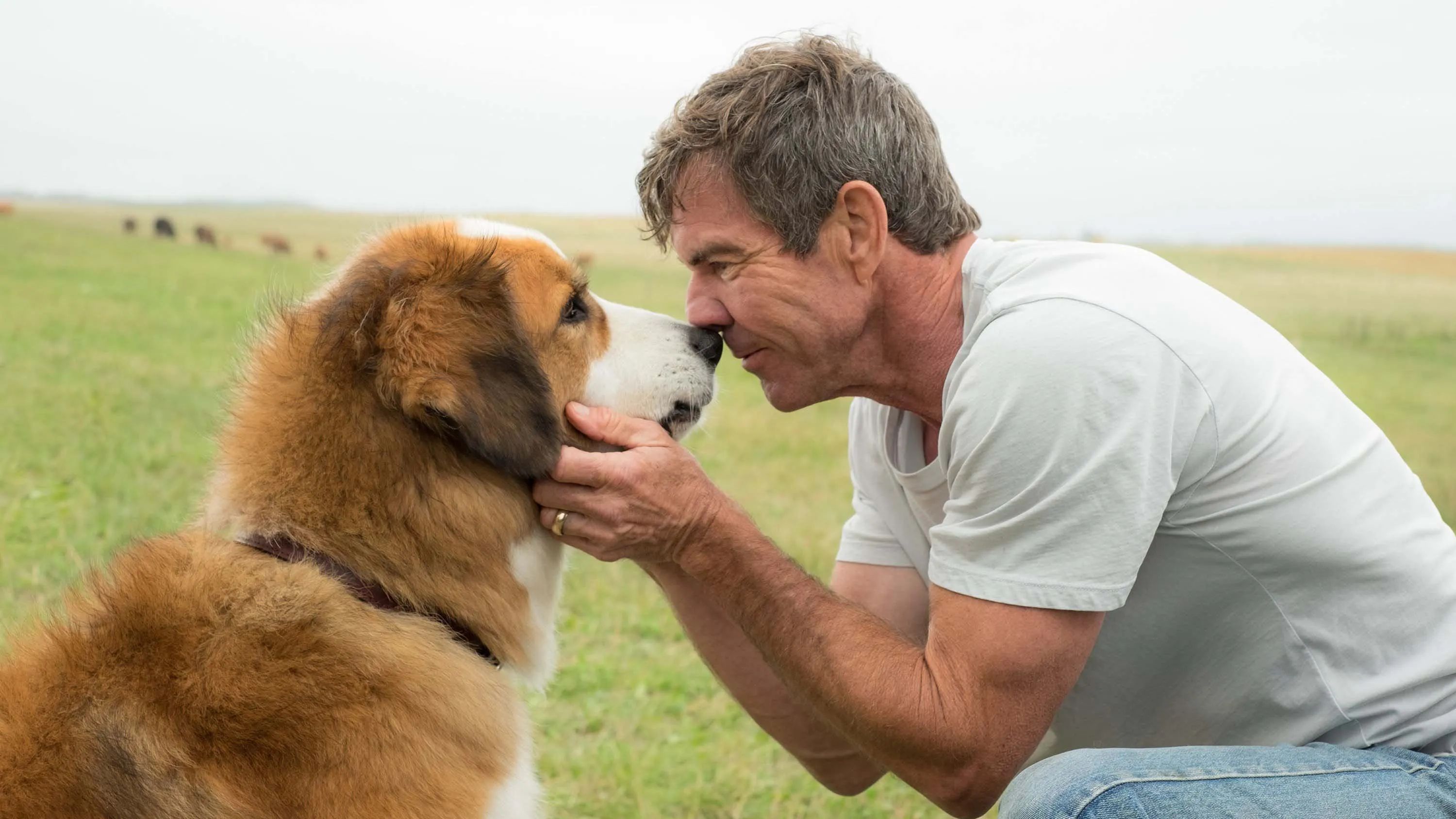 ძაღლური ცხოვრება (ქართულად) / A Dog's Purpose (Dzagluri Cxovreba Qartulad) ქართულად 2026 / dzaghluri tskhovreba qartulad