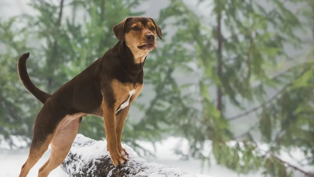ძაღლის გზა შინისაკენ (ქართულად) / A Dog's Way Home (Dzaglis Gza Shinisaken Qartulad) ქართულად 2026 / dzaghlis gza shinisaken qartulad