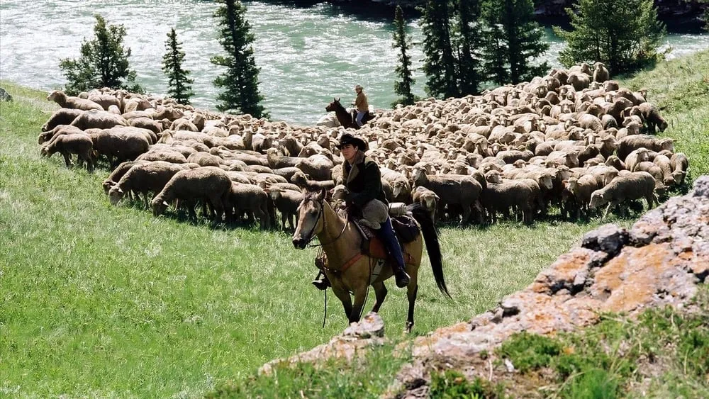 კუზიანი მთა (ქართულად) / Brokeback Mountain (Kuzianta Mta Qartulad) ქართულად 2026 / kuziani mta qartulad
