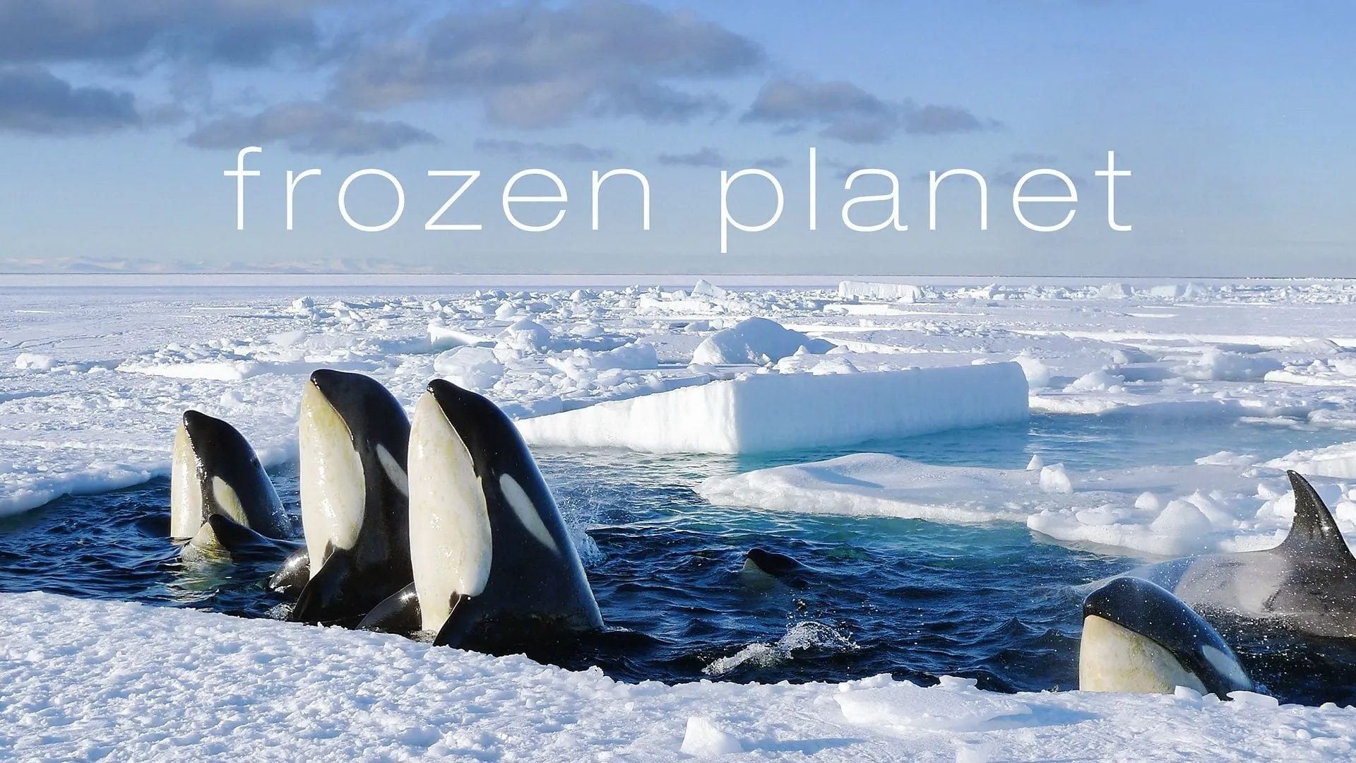 გაყინული პლანეტა (ქართულად) / Frozen Planet (Gayinuli Planeta Qartulad) ქართულად 2026 / gaqinuli planeta qartulad