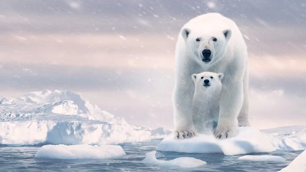 პოლარული დათვი (ქართულად) / Polar Bear (Polaruli Datvi Qartulad) ქართულად 2026 / polaruli datvi qartulad