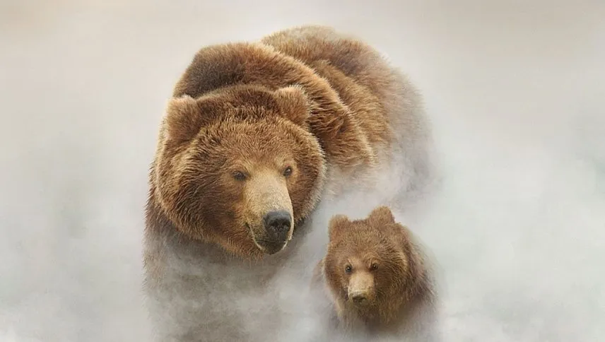 დათვების მიწა (ქართულად) / Land of the Bears (Terre des ours) ქართულად 2026 / datvebis mitsa qartulad